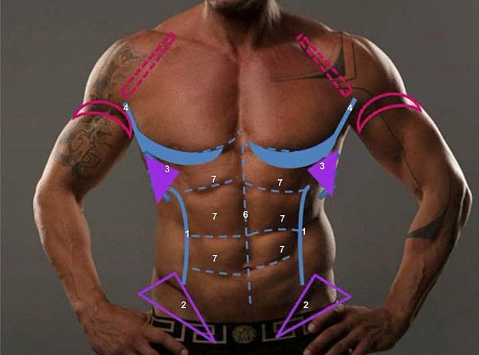 Bodybuilding physique diagram with numbered sections.